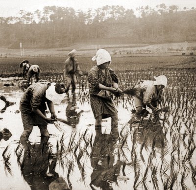 Mujeres plantando arroz en Japón, c.1900 de Japanese Photographer